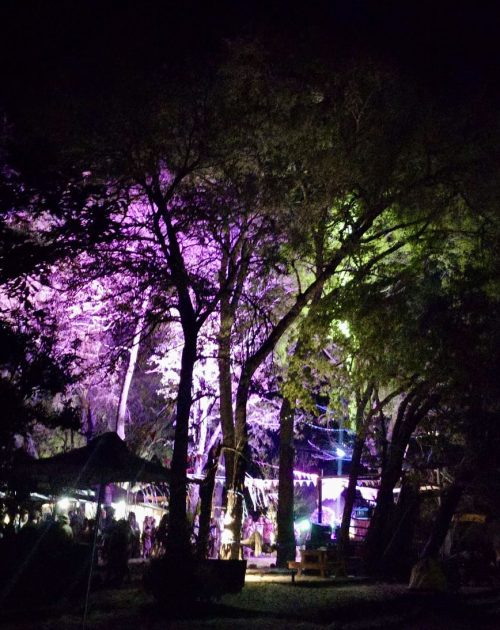Poachella festival ground under floodlit acacia at night