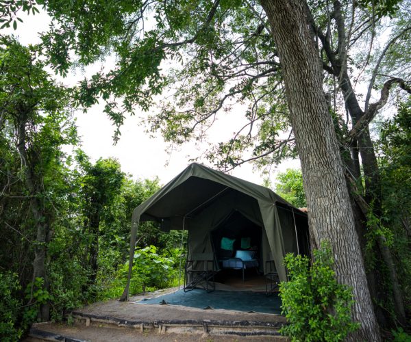 A safari tent in the leadwoods