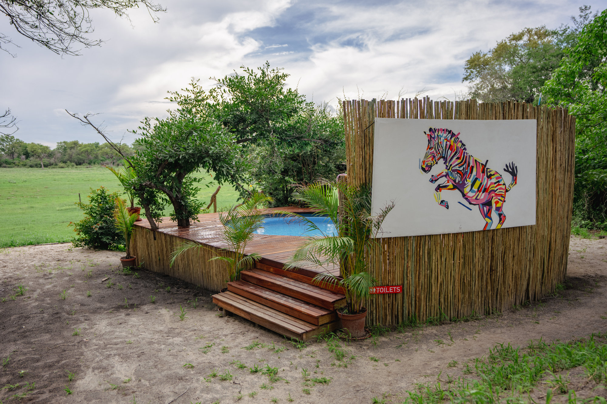 Zebra at the plunge pool
