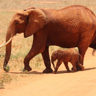 African elephant
