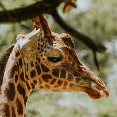 Giraffe
