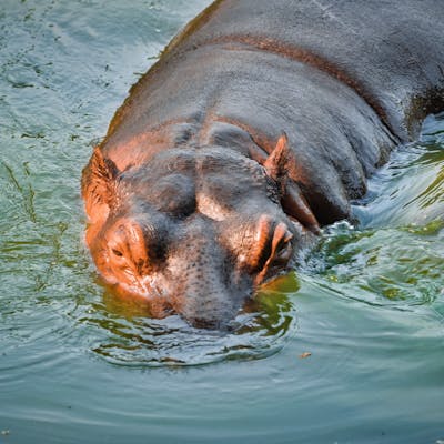Hippopotamus