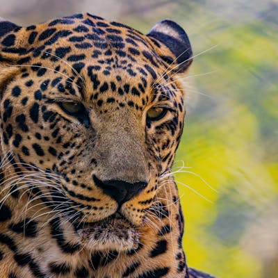Leopard
